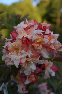 Azalea Very Large Double Pink